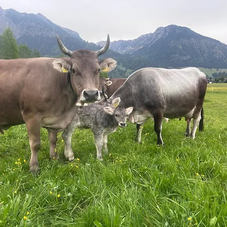 Boxler * Oberstdorf